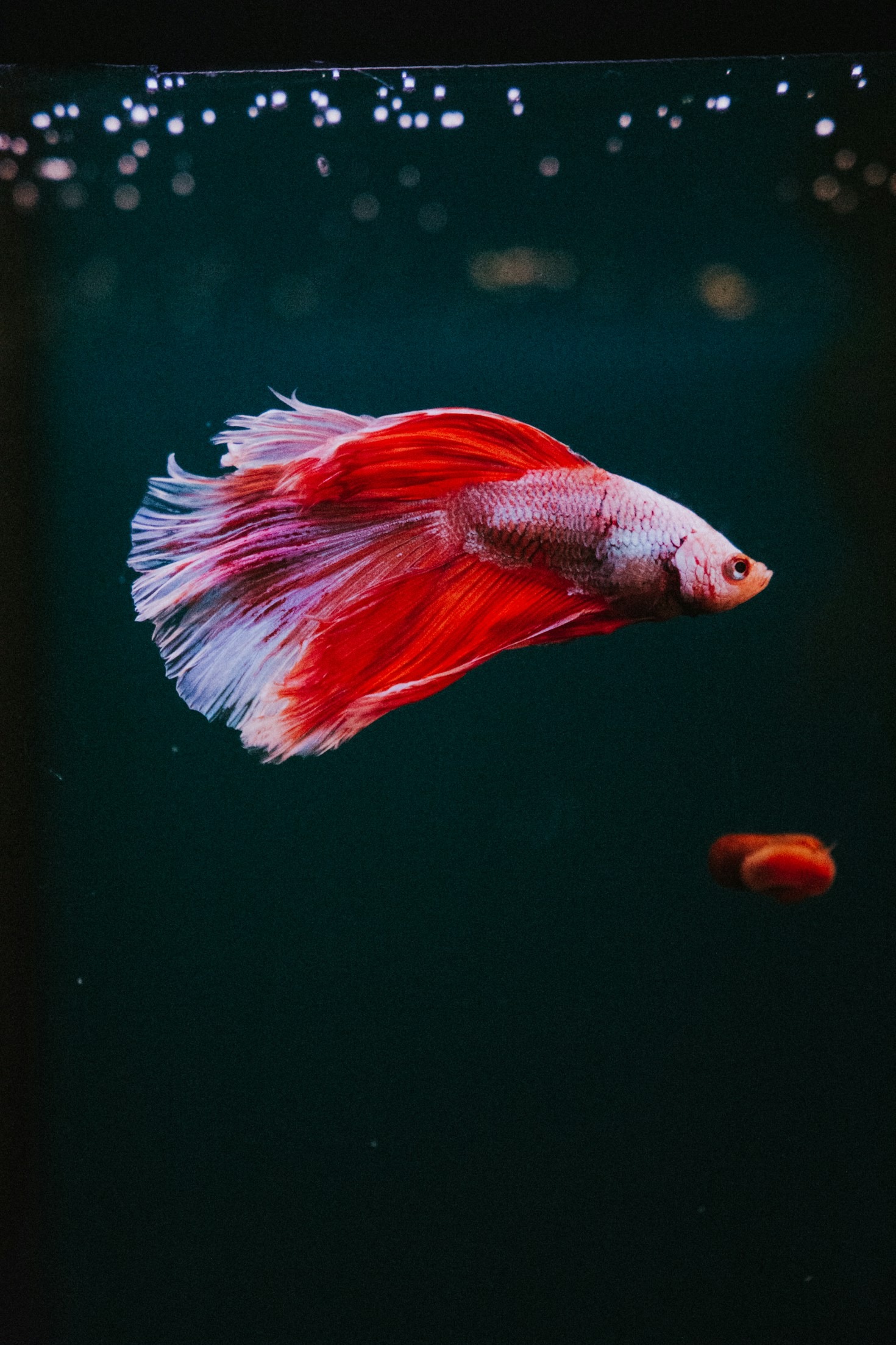 How to Set Up a Betta-Friendly Tank